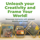 MHM Glass Floating Frame for Pressed Flowers - 4x4 (Bundle of (3) 4x4 Hexagon, Diamond, Square) Wall Hanging Double Glass Frame for Dried Wildflowers, Photos, and Postcards