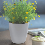 Self Watering Plant Pot (Pack of 6 Pot Set)