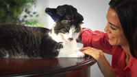 Pet Hair Remover Glove Gentle Deshedding Brush Glove for Pets - ModernKitchenMaker.com